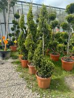 Superbes leyland spirale en pot de 10l  à seulement 139€, Jardin & Terrasse, Plantes | Arbres, En pot, Enlèvement ou Envoi