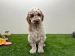 Nestje Goldendoodle pups F2, Dieren en Toebehoren, Parvo, België, 8 tot 15 weken, Meerdere