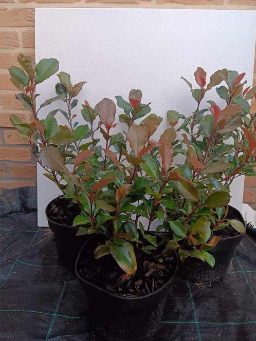 Photinia fraseri 'Little Red Robin', Jardin & Terrasse, Plantes | Arbustes & Haies, Arbuste, Enlèvement