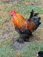 Cochin Kriel Haan, Dieren en Toebehoren, Pluimvee