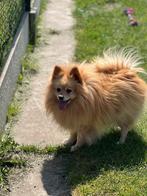 4 Leuke keeshondjes zoeken een gouden mandje, 6 jaar of ouder, Keeshond, CDV (hondenziekte), Buitenland