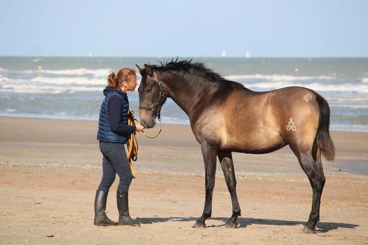 3 jarige sportieve PRE ruin rechtstreeks van fokker, Dieren en Toebehoren, Paarden, Ruin, Niet van toepassing, 160 tot 165 cm