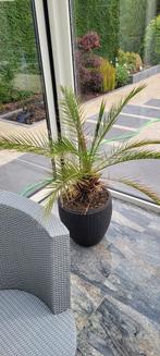 Phoenix Acaulis, Bloeit niet, 100 tot 250 cm, Palmboom, Ophalen