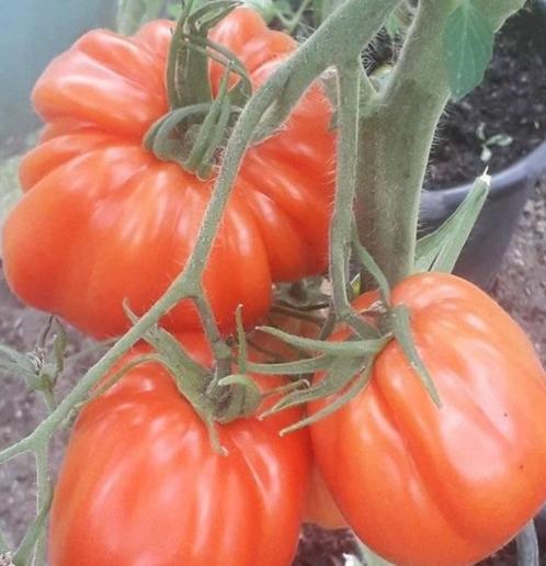 grote tomaat HOY - vleestomaat - 5 zaden, Tuin en Terras, Bloembollen en Zaden, Zaad, Voorjaar, Verzenden