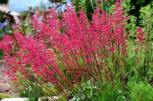 Heuchera Leuchtkafer of purperklokje, Jardin & Terrasse, Plantes | Jardin, Mi-ombre, Enlèvement