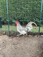 Jonge haan, Andalusiër Kriel, Mâle, Poule ou poulet