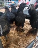 AYAM CEMANI  (zwarte "voodoo" kip), Kip