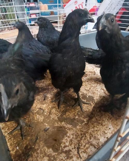 AYAM CEMANI  (zwarte "voodoo" kip), Dieren en Toebehoren, Pluimvee, Kip