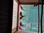 Rosella, Dieren en Toebehoren