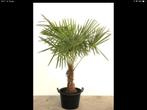Trachycarpus fortunei palmplanten, Tuin en Terras, Planten | Tuinplanten, Ophalen