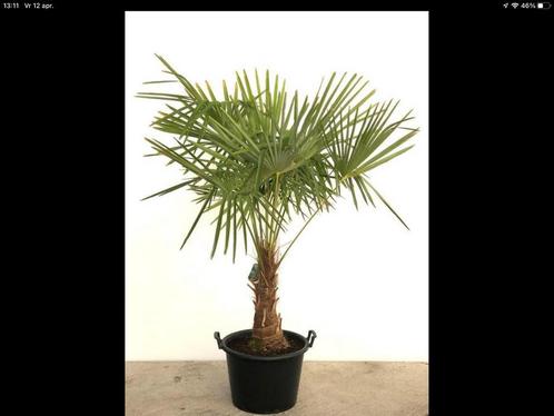 Trachycarpus fortunei palmplanten, Tuin en Terras, Planten | Tuinplanten, Ophalen