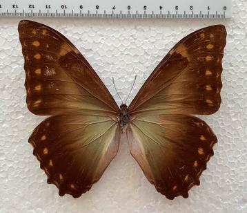 Morpho amphitryon, zeldzaam beschikbaar voor biedingen