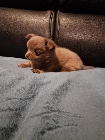 Langharig lavendel chihuahua teefje beschikbaar voor biedingen