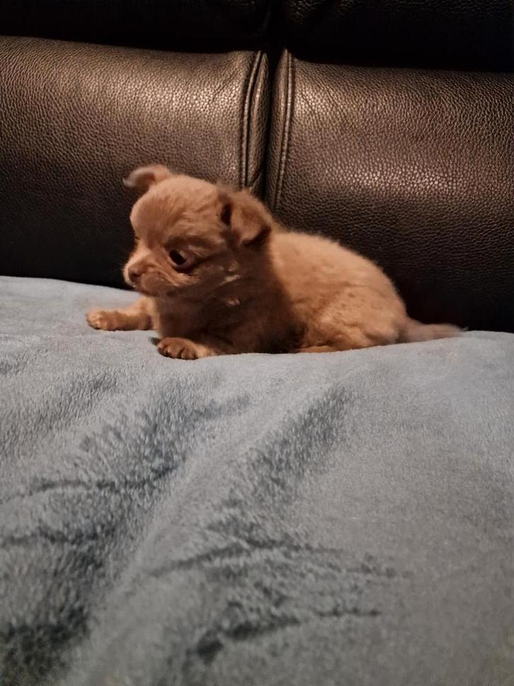 Langharig lavendel chihuahua teefje, Dieren en Toebehoren, Honden | Chihuahua's en Gezelschapshonden, Teef, Chihuahua, Fokker | Hobbymatig