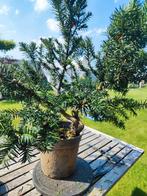 start plant bonsai taxus, Tuin en Terras, Planten | Bomen, Ophalen of Verzenden, In pot