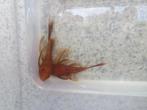 RED-Ancistrus-longfin-RODE per koppel, Vis, Zoetwatervis