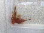 RED-Ancistrus-longfin-RODE per koppel, Poisson, Poisson d'eau douce