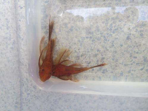 RED-Ancistrus-longfin-RODE per koppel, Dieren en Toebehoren, Vissen | Aquariumvissen, Zoetwatervis, Vis