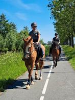 Brave allround merrie, Dieren en Toebehoren, Paarden, Merrie, 160 tot 165 cm, 11 jaar of ouder