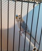 Mooie grasparkiet pallid mannen, Dieren en Toebehoren, Vogels | Parkieten en Papegaaien