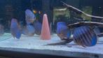 Groot aquarium, Comme neuf, Aquarium d'eau douce rempli, Enlèvement