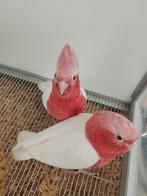 Tamme baby Lutino rose Kakatoes 6-7 weken oud met DNA en get, Dieren en Toebehoren, Vogels | Parkieten en Papegaaien, Papegaai