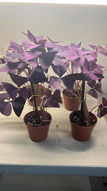 Oxalis beschikbaar voor biedingen