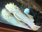 L144 borstelneusmeerval albino, Dieren en Toebehoren, Vissen | Aquariumvissen, Vis, Zoetwatervis