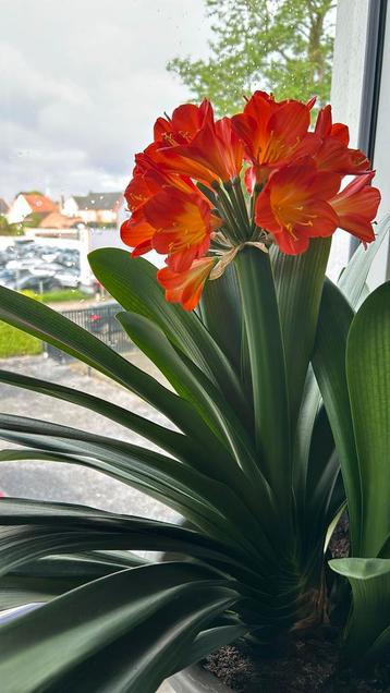 Grote clivia 