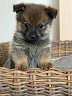 Kruising dwergkees / pomeriaan pupjes, België, Fokker | Hobbymatig, Keeshond, CDV (hondenziekte)