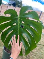 Monstera deliciosa, Huis en Inrichting, Kamerplanten, Ophalen, 100 tot 150 cm, Overige soorten, Halfschaduw