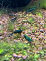 Green jade garnalen, Dieren en Toebehoren, Kreeft, Krab of Garnaal