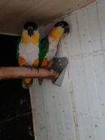 Koppel zwartkop caiques, Geringd