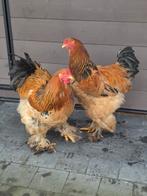 1 van deze 2 brahma hanen mag zijn eigen toompje maken, Dieren en Toebehoren