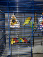 Dwergpapegaaien koppel, Dieren en Toebehoren, Vogels | Parkieten en Papegaaien