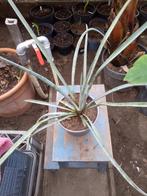yucca treculeana, Tuin en Terras, Planten | Tuinplanten, Ophalen