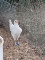 Poulle de bresse, Dieren en Toebehoren