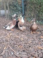 Oud hollandes kuifeenden, Dieren en Toebehoren, Pluimvee