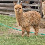 Alpaca veulens alle kleuren, Dieren en Toebehoren, Overige Dieren, Februari, Meerdere dieren