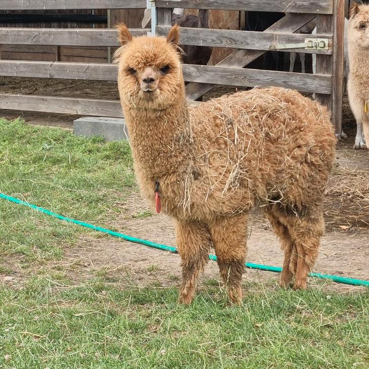 Alpaca veulens alle kleuren, Dieren en Toebehoren, Overige Dieren, Meerdere dieren, Februari