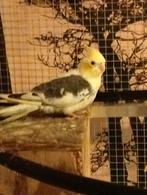 laatste valkparkiet te koop, Geslacht onbekend, Parkiet