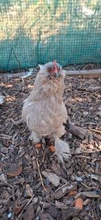 Ukkelse baardkriel hen, Dieren en Toebehoren