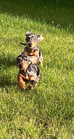 Kortharige dwergteckel pups, België, CDV (hondenziekte), 8 tot 15 weken, Korthaar