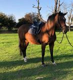 Koppel Recreatie paard en Therapie pony beiden met stamboom, Dieren en Toebehoren, Merrie, Recreatiepaard, Met stamboom
