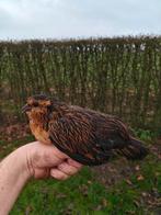 Antwerpse baardkriel 2xhen + haan, Plusieurs animaux, Poule ou poulet