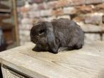 Minilop rammelaar, Mannelijk, Dwerg, Hangoor, 0 tot 2 jaar