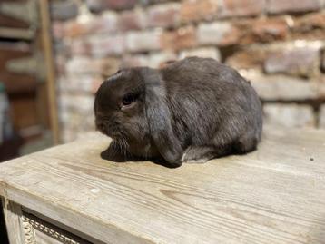 Minilop rammelaar beschikbaar voor biedingen