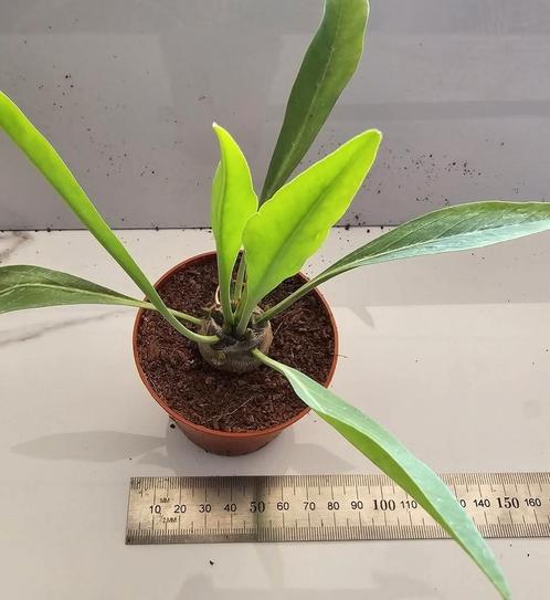 Euphorbia bupleurifolia, Huis en Inrichting, Kamerplanten, Verzenden