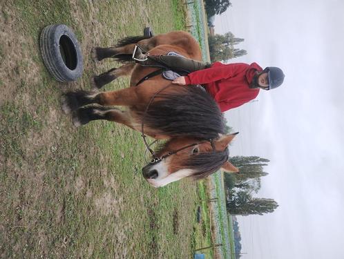 Belgisch trekpaard, Dieren en Toebehoren, Paarden, Merrie, Zadelmak, 170 tot 175 cm, 11 jaar of ouder, Recreatiepaard, Met stamboom