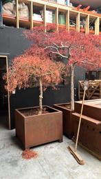 Japanse Acer in bak, Tuin en Terras, Ophalen, Zo goed als nieuw